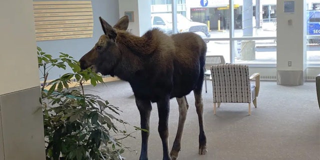 The moose chomped on plants in the lobby until security was able to shoo it out, but not before people stopped by to take photos of the moose.