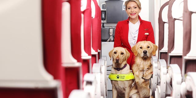 Sight loss guide dog