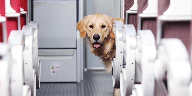 Sight loss guide dog