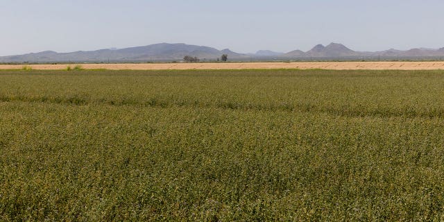 alfalfa farm