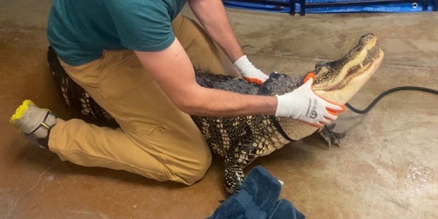 Pennsylvania alligator held down