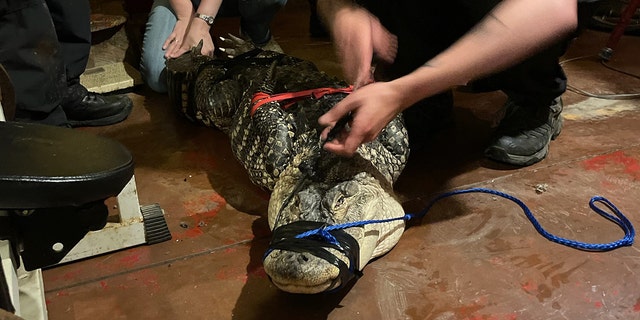 Pennsylvania alligator tied down