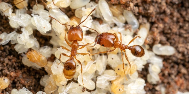 Populations of non-native leaf-litter ants have skyrocketed in the Sunshine State in recent years, with native populations falling alongside them. 
