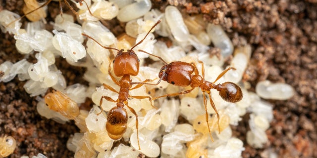 Populations of non-native leaf-litter ants have skyrocketed in the Sunshine State in recent years, with native populations falling alongside them.Â