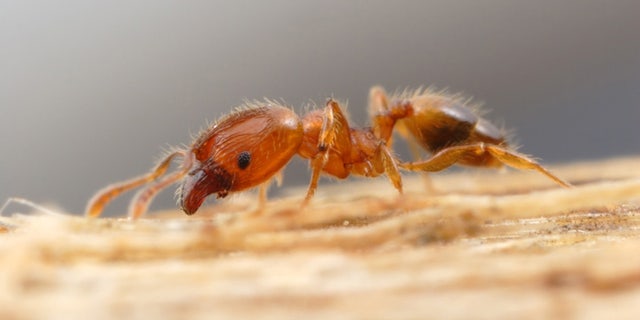 The number of non-native ants has nearly doubled in the past half-century in some areas, suggested a new study. Scientists say this could be due to the fact that they are willing to cooperate with other species and bring them into their huge colonies — whereas native ants tend to reject outsiders.