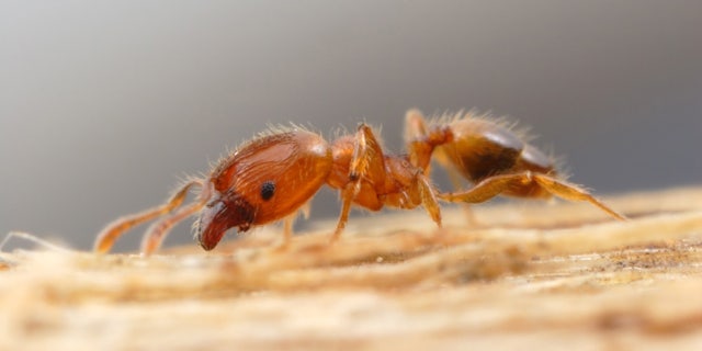 The number of non-native ants has nearly doubled in the past half-century in some areas, suggested a new study. Scientists say this could be due to the fact that they are willing to cooperate with other species and bring them into their huge colonies — whereas native ants tend to reject outsiders.