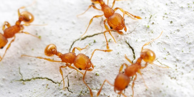 Invasive foreign ants THAT have hitched rides on global imports are slowly becoming the dominant species in Florida, according to new research. 
