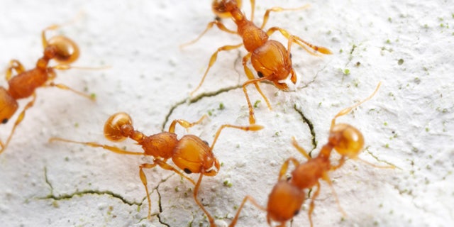 Invasive foreign ants THAT have hitched rides on global imports are slowly becoming the dominant species in Florida, according to new research.Â