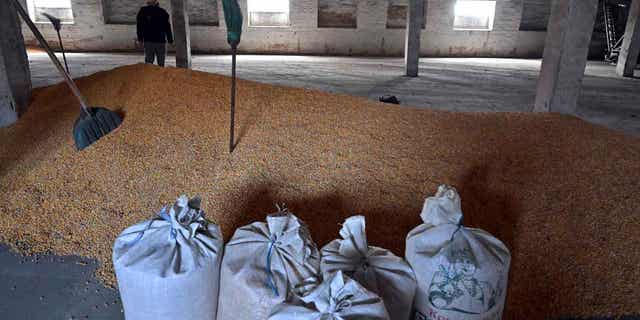 Petro Potapenko examines remnants of unsold corn at his farm in Kyiv, Ukraine, on April 19, 2023. Bulgaria is the latest country to ban grain imports from Ukraine following protests by local farmers.