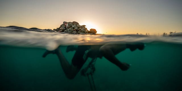 Edmond Coverley swims to shore while pulling a raft loaded with conch shells to sell at a fish market on Dec. 6, 2022, in West End, Grand Bahama Island, Bahamas. Officials have sounded the alarm that the conch population is fading due to overfishing.