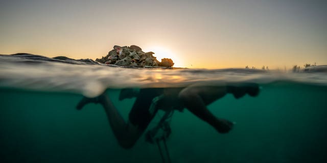 Edmond Coverley swims to shore while pulling a raft loaded with conch shells to sell at a fish market on Dec. 6, 2022, in West End, Grand Bahama Island, Bahamas. Officials have sounded the alarm that the conch population is fading due to overfishing.
