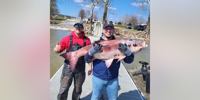 Two fishing guides from High Water Guide Service in Oklahoma recently caught an 63.7-pound fish from the state's Grand Lake system. The fish is considered an invasive species.