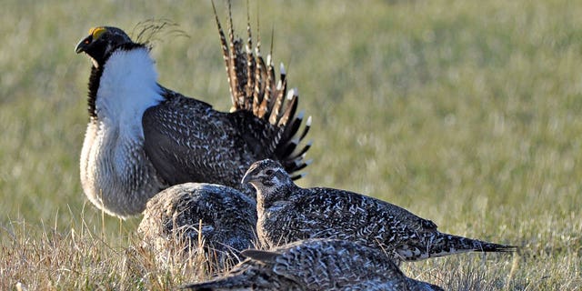 Bistate Grouse Listing