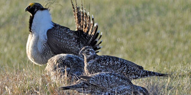 Bistate Grouse Listing