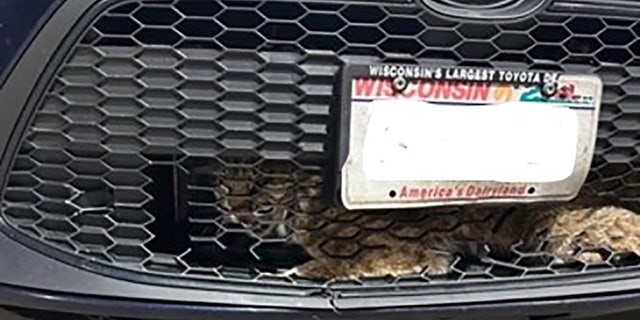 bobcat in cars grille