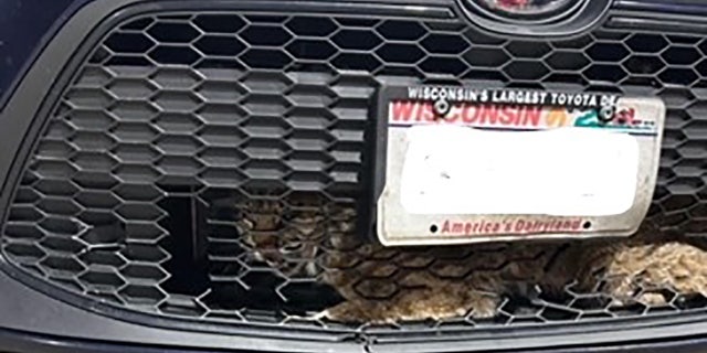 bobcat in cars grille