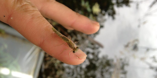 bugs outside