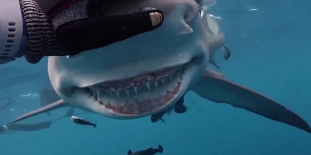 'Snooty' was filmed in Jupiter, Florida by Ocean Ray Photography