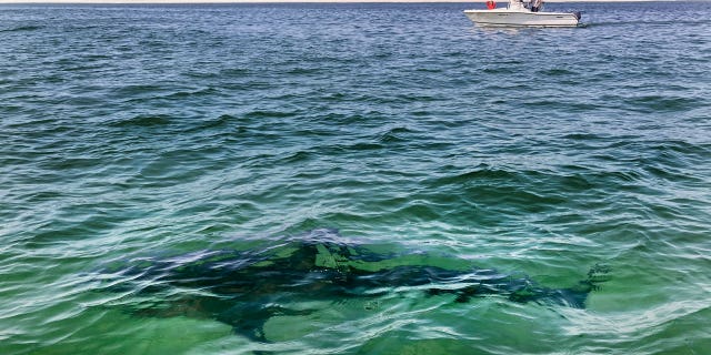 Cape Cod water
