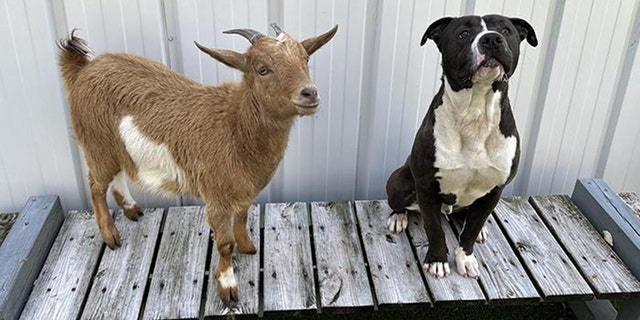 Cinnamon and Felix's incredible friendship captured the hearts of everyone at the North Carolina shelter.