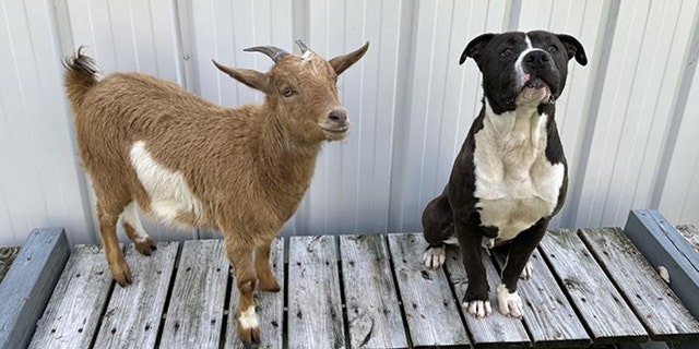 Cinnamon and Felix's incredible friendship captured the hearts of everyone at the North Carolina shelter.