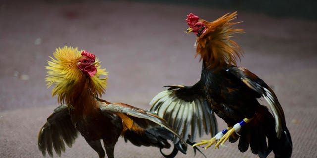 Cockfighting takes place in Toa Baja, Puerto Rico, on Dec. 18, 2019. Following a fatal shooting that occurred during an illegal cockfighting event in Hawaii, police have vowed to step up its illegal gambling enforcement and tackle the island’s popular cockfighting culture.