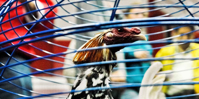 A shooter opened fire at a late-night cockfight in Honolulu, Hawaii, on Friday. Two people were killed and five others were wounded in the incident. Pictured: A fighting cock is seen in a cage in Bogota, Colombia, on April 7, 2006. 