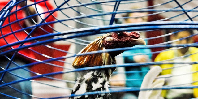 A shooter opened fire at a late-night cockfight in Honolulu, Hawaii, on Friday. Two people were killed and five others were wounded in the incident. Pictured: A fighting cock is seen in a cage in Bogota, Colombia, on April 7, 2006.