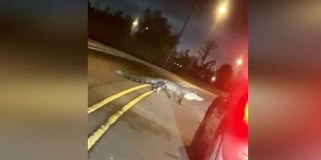 Nycholas Kennerson was stunned when a massive alligator crossed the street in New Orleans, Louisiana. 