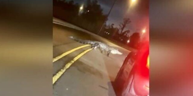 Nycholas Kennerson was stunned when a massive alligator crossed the street in New Orleans, Louisiana.