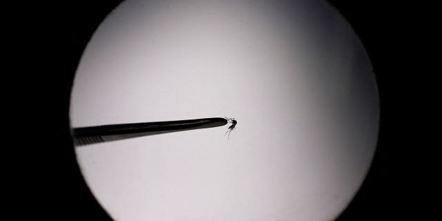 An Aedes aegypti mosquito is seen under a magnifying glass near Buenos Aires, Argentina, on April 12, 2023. Dengue is transmitted through aedes aegypti mosquitoes.