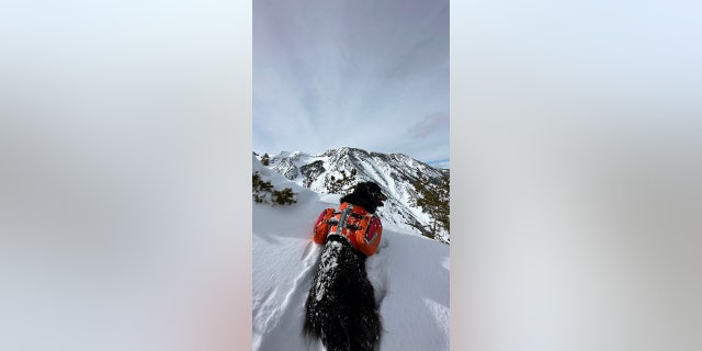 The border collie mix and his owner, Dalbey, were separated as a result of the avalanche that sent Dalbey violently tumbling over three cliff bands. 