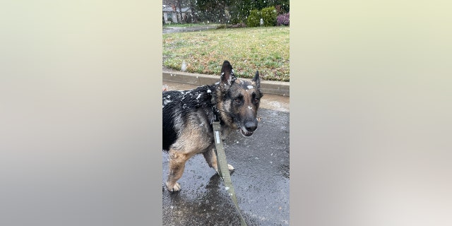 German shepherd