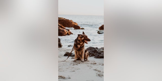 cooper on the beach