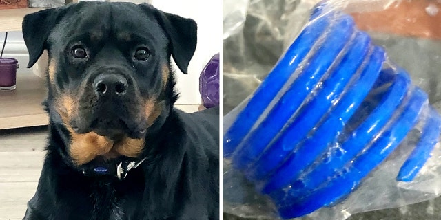 Dog surgery