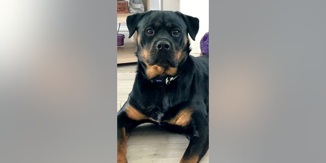 Dog surgery