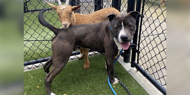 Inseparable goat and dog will be living out their years together in the grasses of a local Johnston County, North Carolina farm.