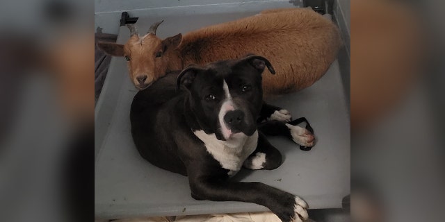 Cinnamon the goat and Felix the dog came into the center on March 13 after their owner became unable to care for them any longer.