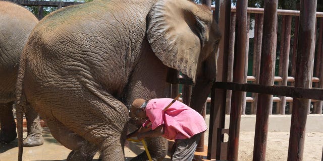 A zookeeper washes Noor Jehan, an elephant at Karachi Zoo, in Karachi, Pakistan, on April 4, 2023. Foreign vets from Austria and Egypt visited the sickly elephant amid widespread concerns over her well-being and living conditions.