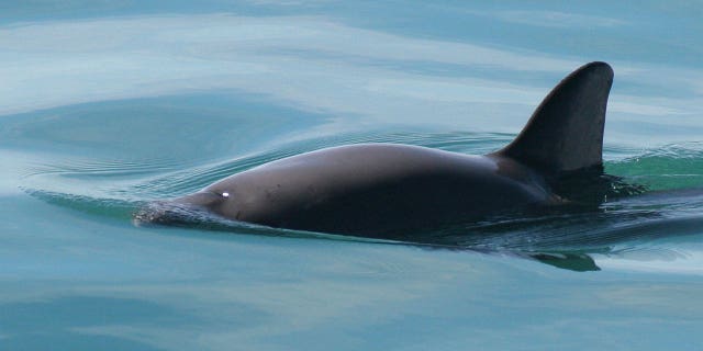Expertos se muestran escépticos sobre el compromiso de México para proteger a la marsopa en peligro de extinción 4 Esta foto de archivo sin fecha proporcionada por la Administración Nacional Oceánica y Atmosférica muestra una vaquita marina.