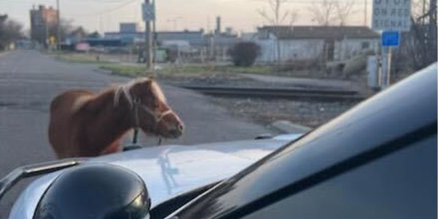 The pony was tied to the front bumper of the Detroit Police Department's cruiser.