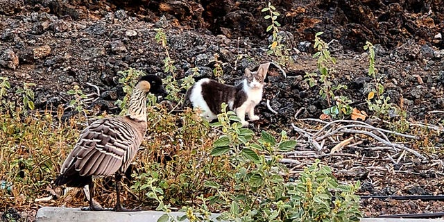 Cat and geese together in HI