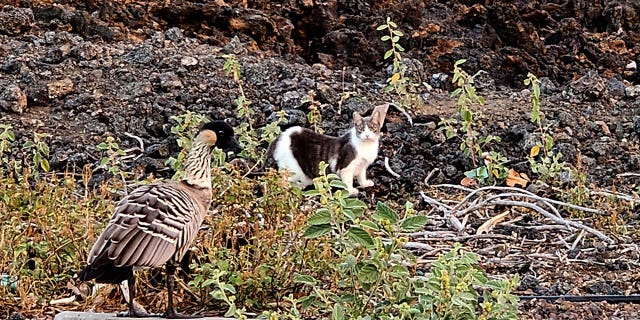 Cat and geese together in HI