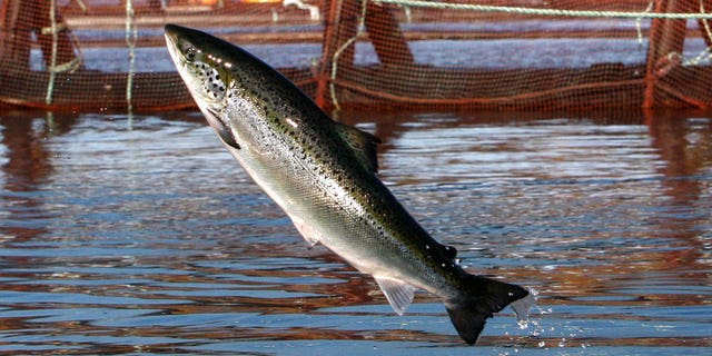 An Atlantic salmon leaps out of the water on Oct. 11, 2008, near Eastport, Maine. New Hampshire group Blue Water Fisheries wants to be the first to bring offshore fish farming to New England.