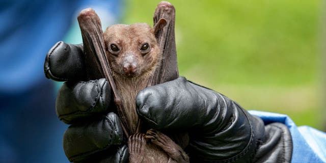 The Marburg virus is spread by the Egyptian fruit bat, which is found in both Equatorial Guinea and Tanzania, per the CDC.