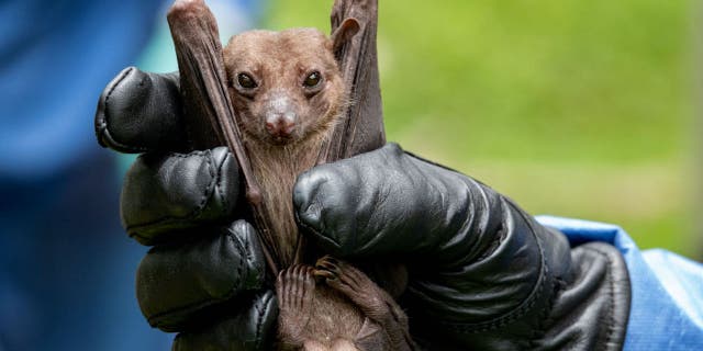 The Marburg virus is spread by the Egyptian fruit bat, which is found in both Equatorial Guinea and Tanzania, per the CDC.