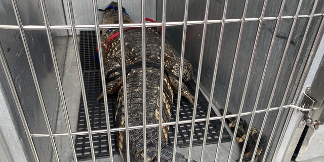 Huge alligator in Pennsylvania, measuring 8 feet, removed from ...