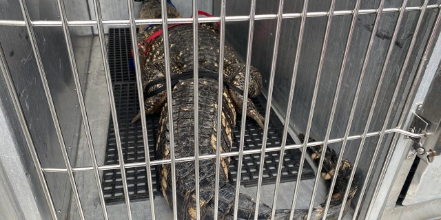 Pennsylvania alligator in cage