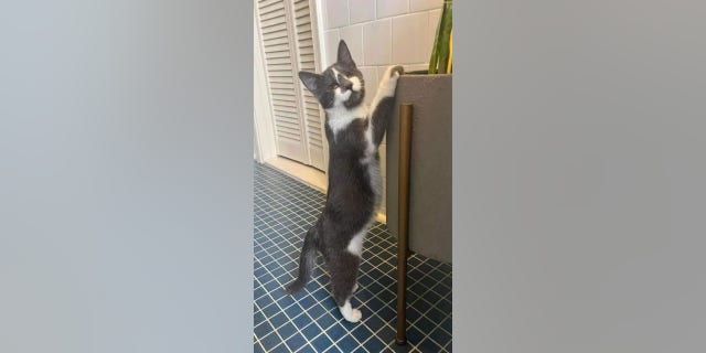 Glenda is blind but loves to hunt her mouse toys and cuddle with her foster mother.