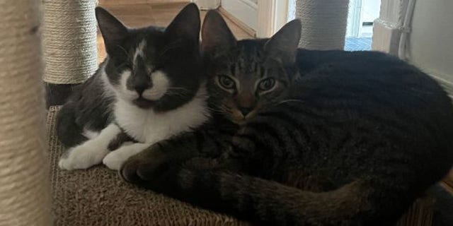 Glenda and Saturn are best buddies and can be often found cuddling with each other after a long day of playing together.